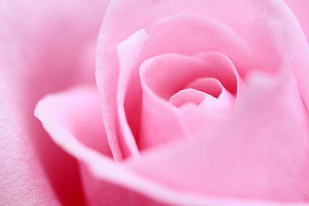 istock Beautiful  rose in a garden 478388021