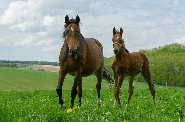 istock Warmblood mare and foal 478388463