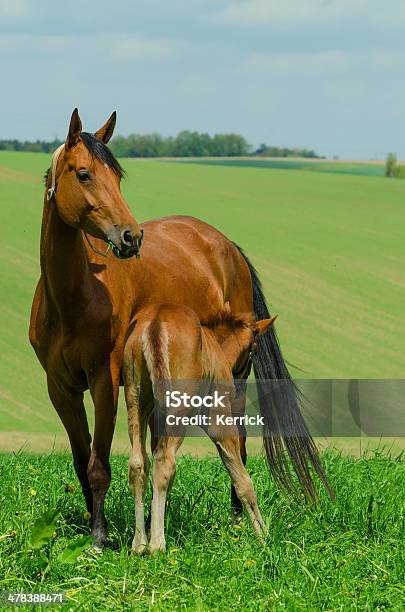 Warmblood Mare And Suckling Foal Stock Photo - Download Image Now - Agricultural Field, Agriculture, Animal