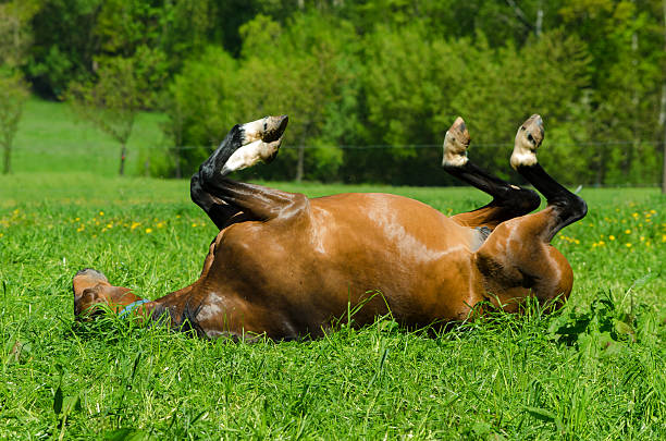 istock warmblood horse - mare rolling on meadow 478388481