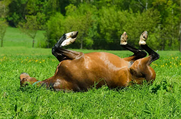 warmblood horse - mare rolling on meadow.