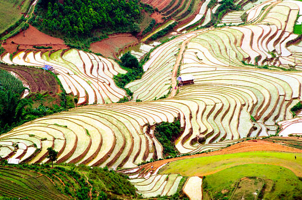 istock Rice fields of terraces in Vietnam 478388815