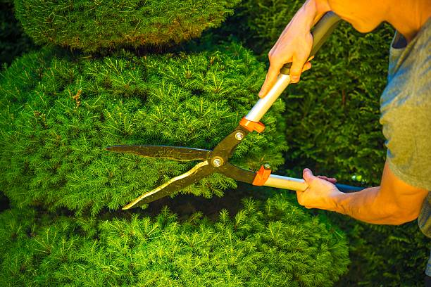 istock Plant Trimming in Garden 478388936