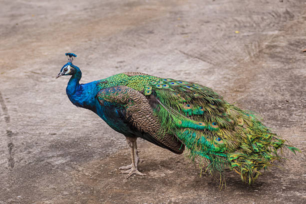 istock portrait of beautiful peacock stand on ground 478389190