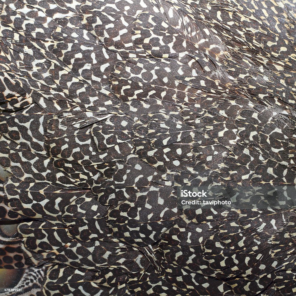 great argus feathers great argus beautiful feathers ( argusianus argus ) Argus Pheasant Stock Photo