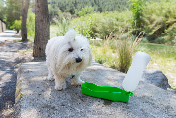 Pet and water. Maltese Bichon with a bowl to drink water. quench your thirst pictures stock pictures, royalty-free photos & images