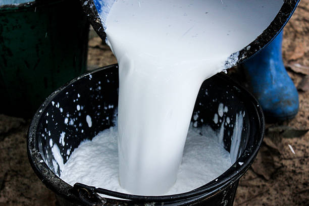 istock gardener rubber harvest white water 478389807