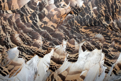 detail of textured great bustard ( otis tarda ) feathers