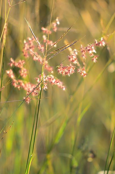 istock flower grass at relax morning time 478390538