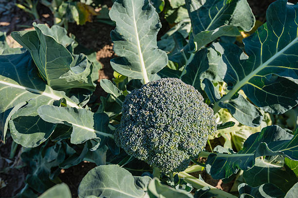istock Ripe Broccoli plant  from above 478391048