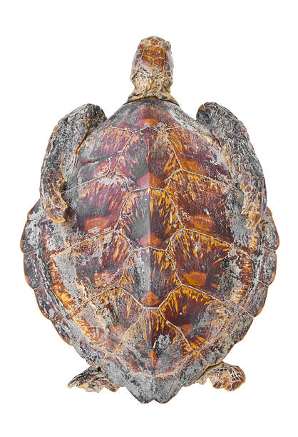 istock Remains of hawksbill sea turtle. 478392667