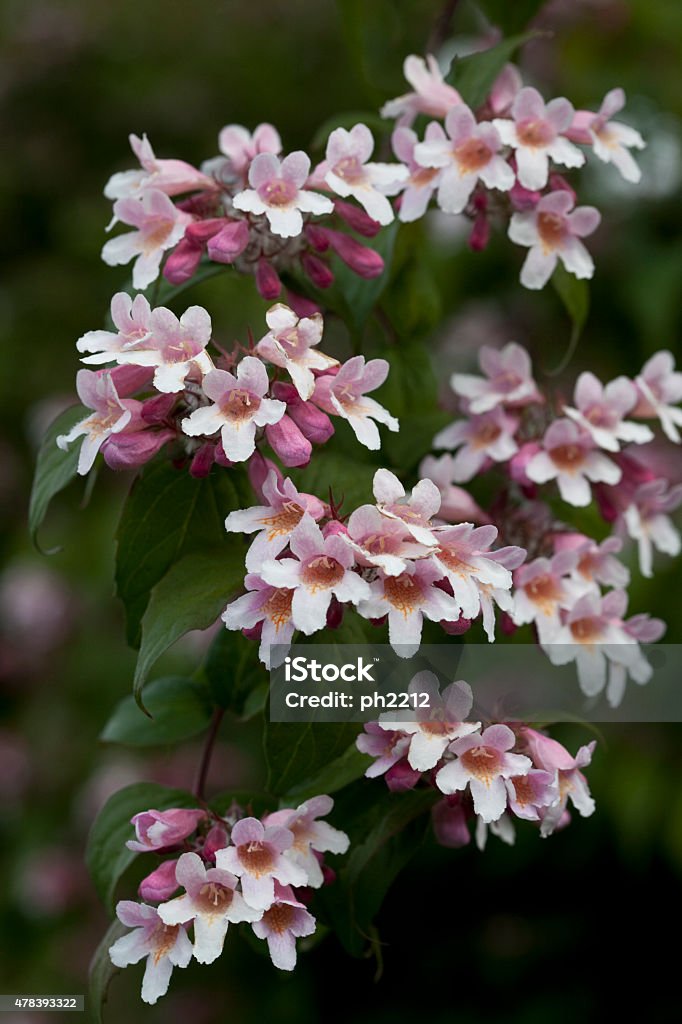 Pink Cloud - Kolkwitzia Amabilis Pink Cloud - Kolkwitzia Amabilis. A lovely bush with pink flowers. Also called "the queen´s bush". Here with a dark background. 2015 Stock Photo