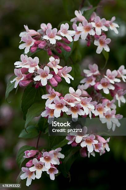 Pink Cloud Kolkwitzia Amabilis Stock Photo - Download Image Now - 2015, Bush, Copy Space