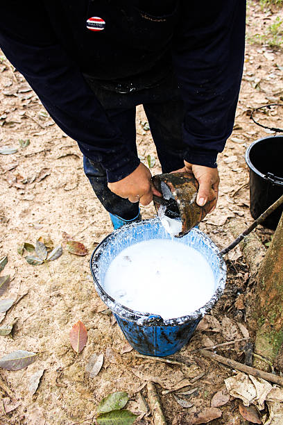 istock gardener rubber harvest  water 478393353