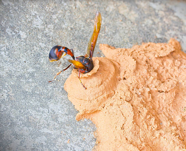 istock Ceriana wasp, Wasp-mimic Hoverfly (Hymenoptera Ceriana sp) nest. 478393913