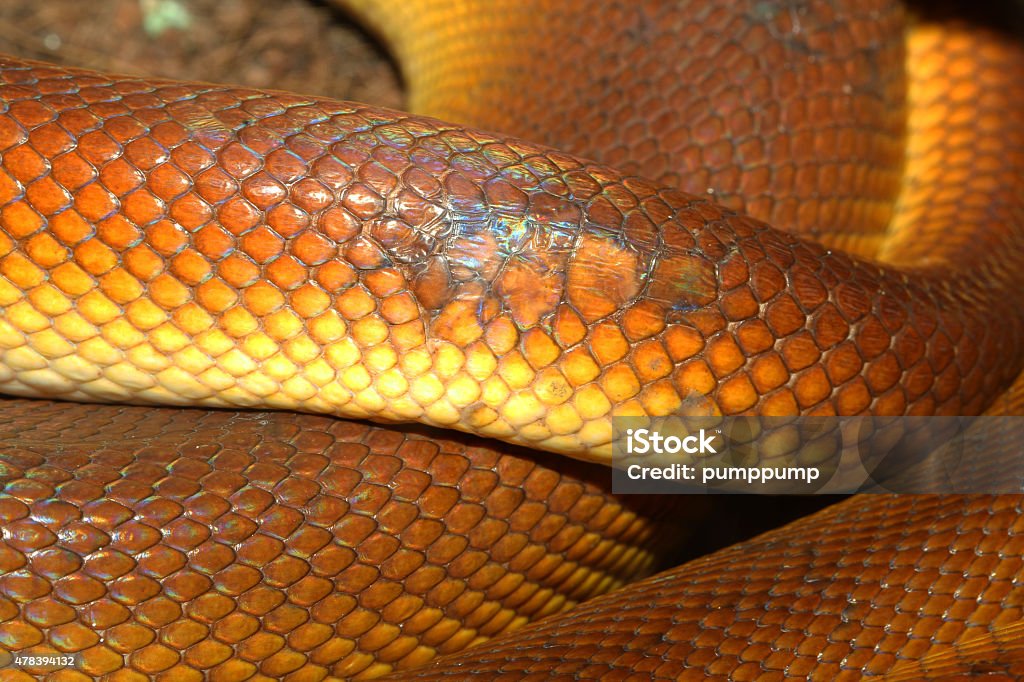 Whitelipped Python Stock Photo - Download Image Now - 2015, Animal ...