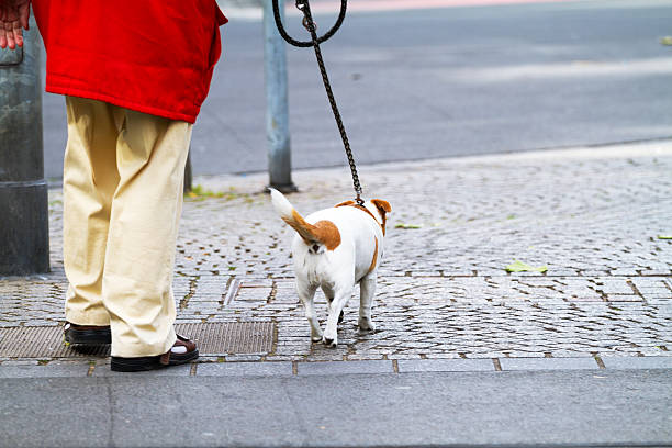 istock Caucasian senior with small terrier 478394582