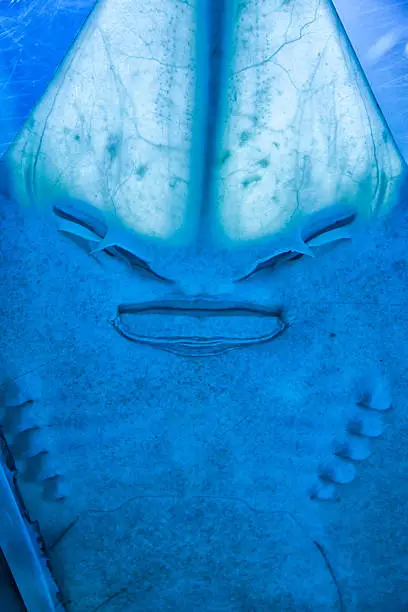 Photo of Sting ray smiling