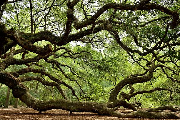 Angel Oak Side view of the famous Angel Oak Tree, on Johns Island near Charleston, South Carolina. live oak tree stock pictures, royalty-free photos & images