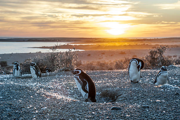 Magellanic Penguins, very early Patagonian golden morning Magellanic Penguins, very early golden morning at Natural protected area Punta Tombo, Chubut, Patagonia, Argentina punta tombo stock pictures, royalty-free photos & images