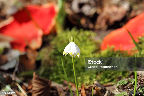 Leucojum Vernum Blume Stockfoto und mehr Bilder von Aufwachen - Aufwachen, Blume, Blüte