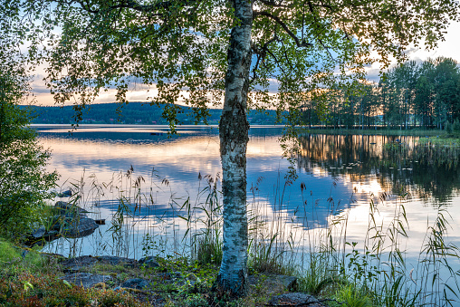 Scenic dawn in a calm and pristine lake in sweden. Where the green grass and the tall trees makes a beautiful reflection on the surface of the pristine water