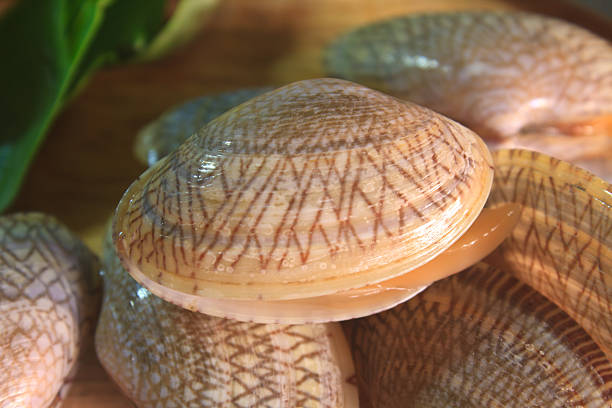 istock surf clam on wooden for cooking 478395889