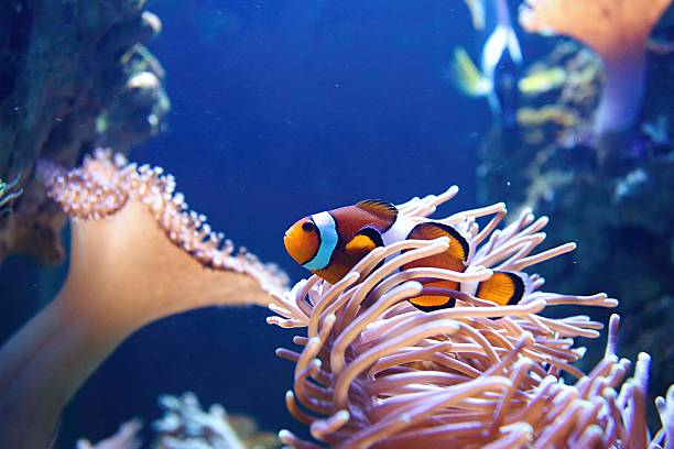 Colorful Clown fish and coral reef