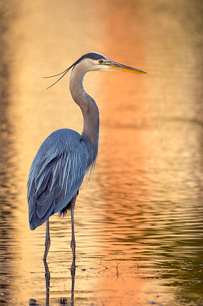 gran garza azul con fondo brillante - heron fotografías e imágenes de stock