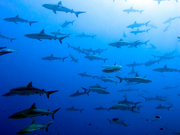 istock Grey reef sharks school - Fakarava Island, Polynesia 478400019