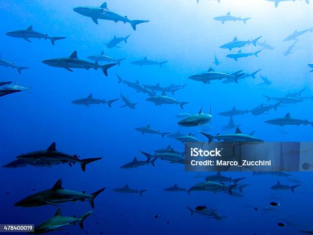 Grey Reef Sharks School Fakarava Island Polynesia Stock Photo - Download Image Now