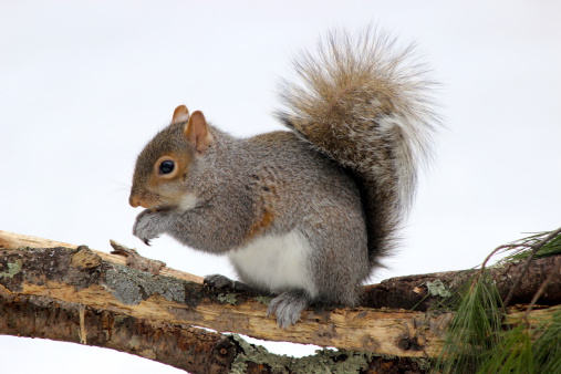 A Gray Squirrel (Sciurus carolinensis) eating a nut on a winter day with a natural white background provided by snow.