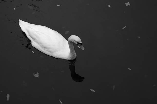 istock White Swan Swimming from Above 478402746