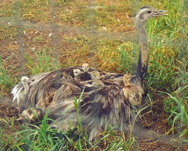 nestbabes stock photo