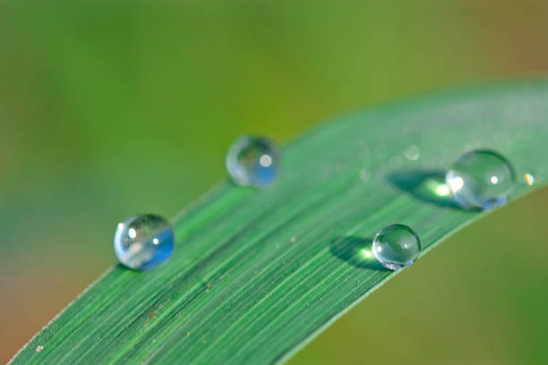 istock drops of dew on a green grass 478403024