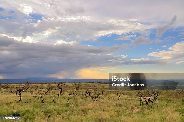 Madera Canyon Tempesta Di Pioggia - Fotografie stock e altre immagini di Abbracciare gli alberi - Abbracciare gli alberi, Ambientazione esterna, Arizona