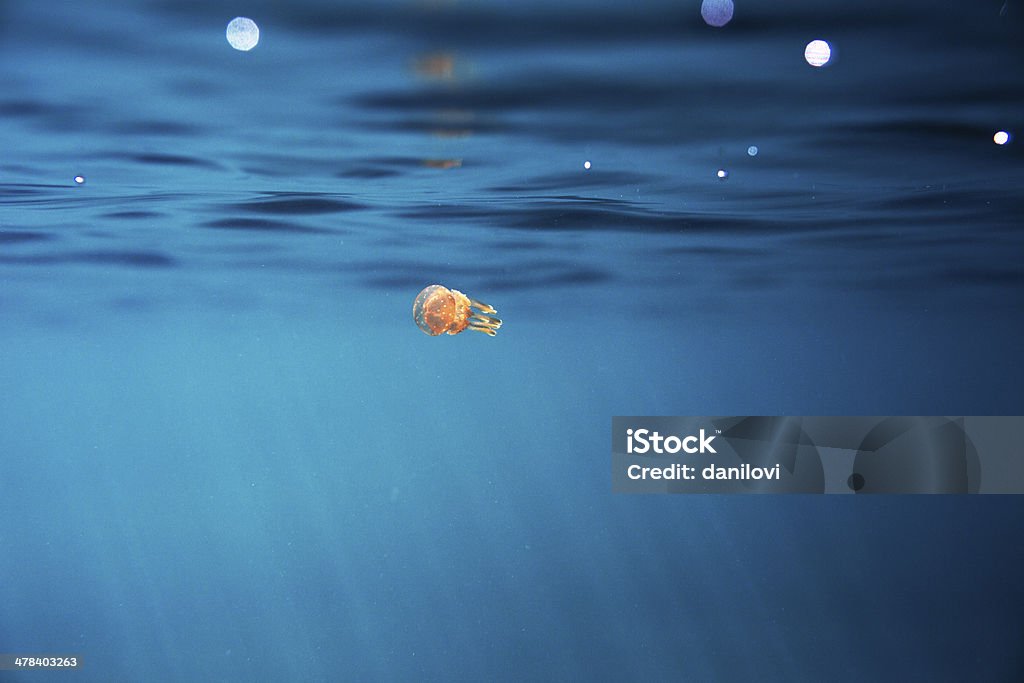 Pequena água-viva - Foto de stock de Animal royalty-free