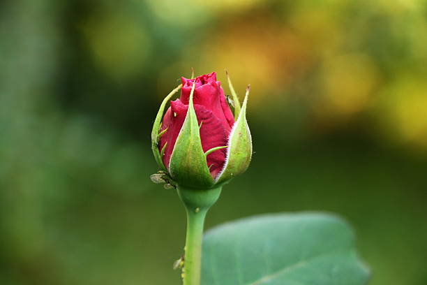 istock Red rose bud in the garden 478403606