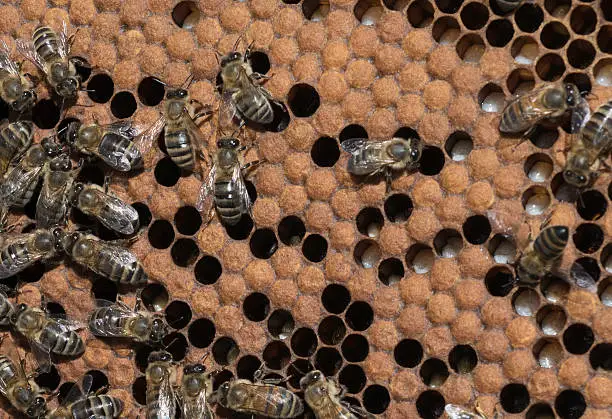 Worker honeybees with new (larvae) and older (capped) brood on a beehive frame. The workers doing nursery duty and the young are all female. You can clearly see the shiny white young larvae in the open cells and the even patter of the closed cells, containing older brood. This is a healthy hive with an active queen.