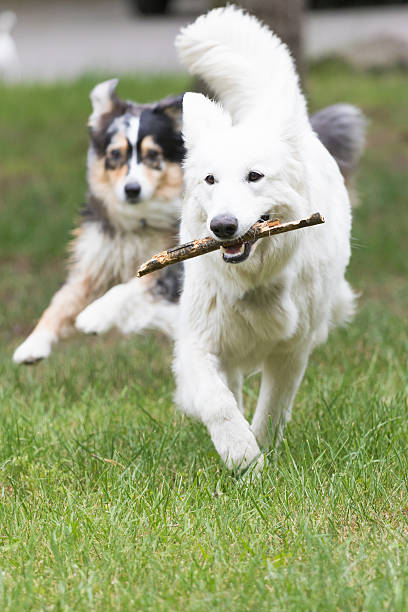 White Swiss Shepherd Dod is fetching outdoors.  Another dog is running behind.
