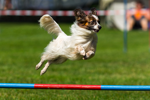 Close up of a papillon dog on an agility course. The dog is jumping over the high jump obstacle. Despite of its small size it looks very determined and elegant. The straight, long, fine  white coat has extra frill on the chest, ears, legs and the tail. The color mask on the head is black an brown. The Papillon is a very intelligent and self-assured dog that has a very easy time learning new tricks.