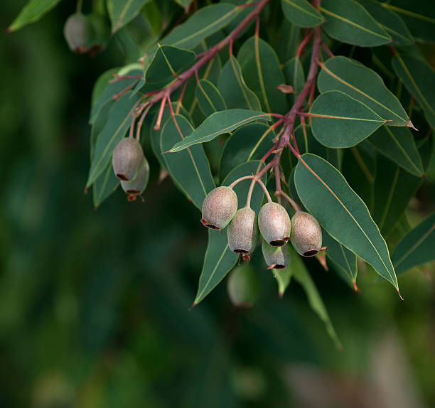 eukalyptus-ast - bluegum tree stock-fotos und bilder