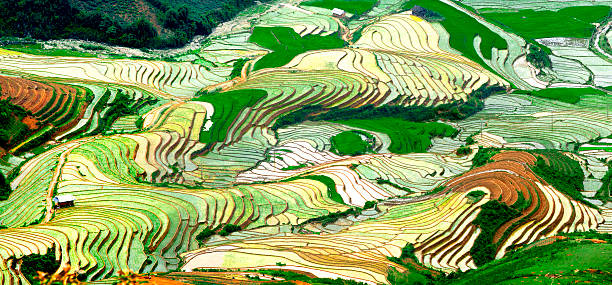 istock Rice fields of terraces in Vietnam 478409531