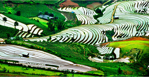 istock Rice field and river in NinhBinh, Vietnam 478409549