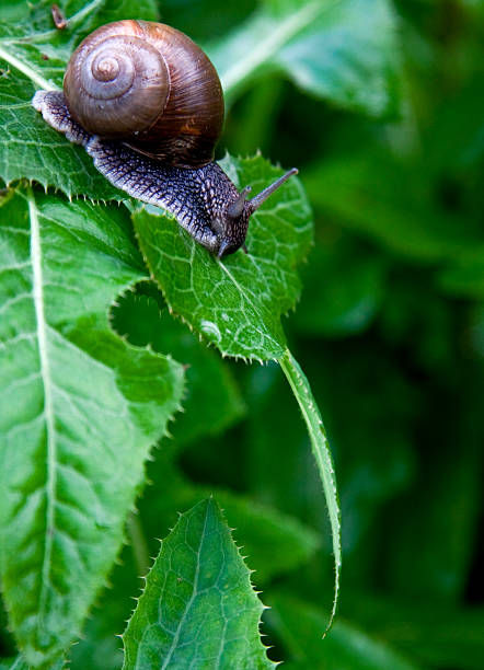 istock Snail on a leaf sliding, looking a drop of water. 478411705
