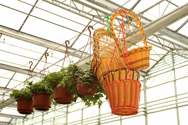 istock hanging baskets in a flower market 478411851