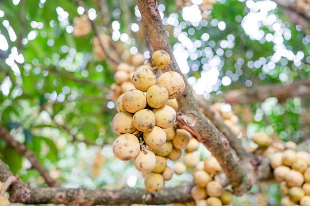 istock wollongong fruits 478412540