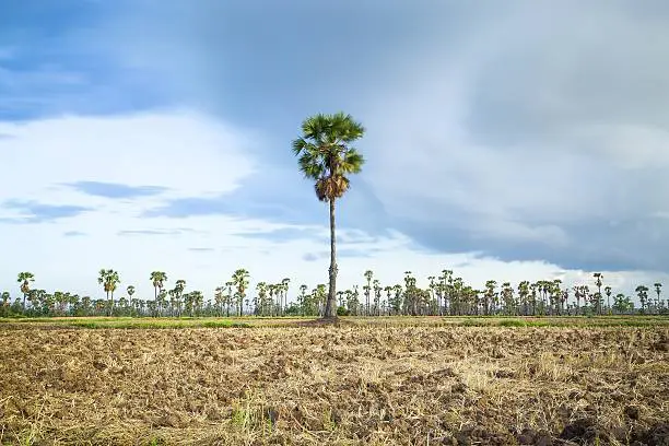 sugar palm at Petchburi , Thailand