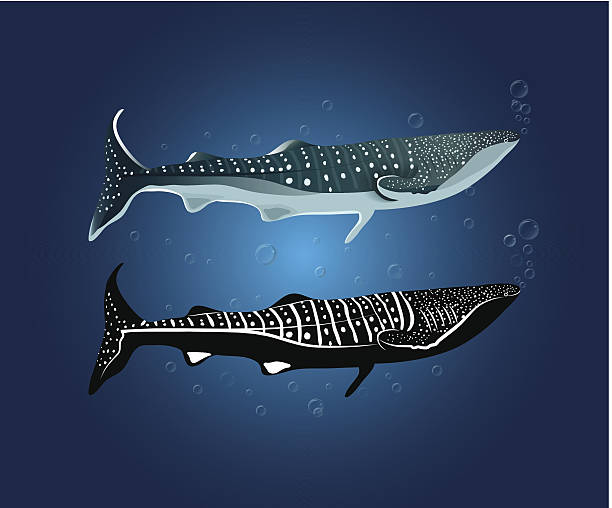 whale shark01 vector art illustration