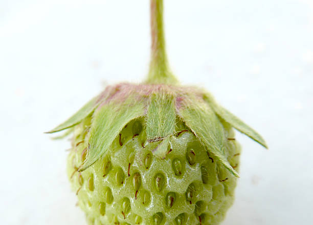 Picture of a Pure organic strawberry from backyard garden
